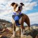 Buy Joytale Royal Blue Dog Collar - Softly Padded Neoprene for Medium Dogs | Nylon Reflective Wide Design - 1 Pack - Buy Online on SooperMarket.com