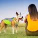 Hjyokuso Cool Vest for Dogs | Summer Cooling Jacket for Small Medium & Large Dogs | Ideal for Outdoor Activities & Training - Buy Online on SooperMarket.com