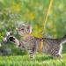 Adjustable Nylon Cat Leash & Harness Set | Soft Orange Cat Dishes for Kittens Puppies & Rabbits - Buy Online on SooperMarket.com