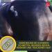 First Aid Set for Horses - Silver Spray & Zinc Ointment for Wound Healing Protection & Disinfection | 250ml & 200ml Options for Pets & Livestock - Buy Online on SooperMarket.com
