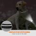 Taglory Soft Padded Neoprene Dog Collar for Large Dogs | Adjustable & Reflective | Black L - Perfect for Training | International Shipping Available - Buy Online on SooperMarket.com