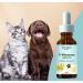 Dr Corbyn Pets D-Mannose Drops - 50ml | Urinary Tract & Bladder Health Support for Dogs and Cats | Cystitis Support | Natural and Easy to Use - Buy Online on SooperMarket.com