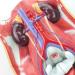Model of Human Urinary System Urinary System Model Female Male Male Bladder Cavity Abdominal Abdominal Rear Wall Model - Buy Online on SooperMarket.com