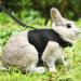Soft Rabbit Dishes with Leash - Adjustable 2-Piece Mesh Set for Kittens & Pets | Durable & Comfortable - Buy Online on SooperMarket.com