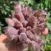 Natural Purple Amethyst Cluster Crystal Quartz Decorative Stone kaixun (Size : 500-550g) - Buy Online on SooperMarket.com