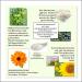 Organic Marigold Ointment 50ml - Test Winner for Dry Inflamed Skin | Cristinenmoor Natural Cosmetics | Certified & Intensive Care - Buy Online on SooperMarket.com