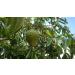 3 x 100% Soursop Juice - Unfiltered & Vegan 3 x 500ml. Made of 100% Soursop-Pulp. Guanabana. Corossol. Graviola. - Buy Online on SooperMarket.com