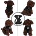 Buy Nizirioo Cat Harness & 2 Safe Cat Dishes - Stylish Black Set for Small Medium Pets - Buy Online on SooperMarket.com