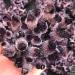 Hot Day Crystal Cluster Coffee Amethyst Processing from The Crystal Cluster FZUGEDRLI - Buy Online on SooperMarket.com