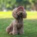 BT BEAR Baseball Cap for Dogs - Adjustable Summer Hat with Ear Holes for Small & Medium Dogs | XL Batik Pink - Buy Online on SooperMarket.com