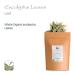 Organic Eucalyptus Losblatt Tea - Biodegradable Eucalyptus Herb Tea 100g | International Shipping - Buy Online on SooperMarket.com