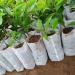 Saterkali 100Pcs Planting Bag High Performance Easy to Use Degradable Nursery Bag for Planting 12cm x 15cm - Buy Online on SooperMarket.com
