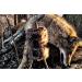 MOJO Outdoors Critter Predator Decoy - Ideal for Coyote and Bobcat Hunting, Varmint Hunting - Tail, Rabbit Decoy - Buy Online on SooperMarket.com