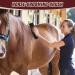 Tuofang 6-in-1 Multifunctional Horse Brush & Massage Comb for Effective Grooming - Black - Buy Online on SooperMarket.com