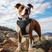 Joytale Softly Padded Neoprene Dog Collar for Medium Dogs - Reflective Nylon Wide Collar Black (1 Pack) - Buy Online on SooperMarket.com