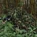 LOOGU Custom Woodland Camo Netting - Military Grade Hunting and Camping Camouflage Net - Various Size Options Available - Buy Online on SooperMarket.com
