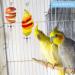 4 Pack Parrot Spit Toys - Stainless Steel Fruit & Vegetable Holders for Budgies & Nymphensittich - Perfect Hanging Feeders for Parrots - Buy Online on SooperMarket.com