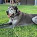 XiaZ Dog Runner Tie Out Cable for Dogs Up to 250lbs - 50ft Lead Line for Yard, Camping, Park - Silver - Buy Online on SooperMarket.com