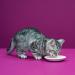 Whiskas Cat Milk for Cats from 6 weeks - Delicious Snack for a Happy Cat - Lactose-free and Easily Digestible - Different Sizes Milk 3 l (Pack of 1) - Buy Online on SooperMarket.com