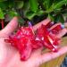 Natural Crystal Rough 1pcs Beautiful Rose Flame Aura Quartz Crystal Cluster Specimen - Buy Online on SooperMarket.com