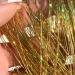 Gold Hair Tinsel Extensions - 250 Strands Holographic Sparkle Glitter for Women - Synthetic Straight Hair Decoration - 1200 Gold Strands - Buy Online on SooperMarket.com