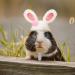 Xuniea Mini Hand Knitted Hat - Pet Costume Accessories for Small Animals - Buy Online on SooperMarket.com