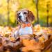 Buy Aring Pet Autumn Dog Hales Band - Adjustable Yellow Cotton Dog Collar with Bow & Autumn Leaves Design - Medium Size - Buy Online on SooperMarket.com