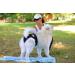 Buy High-Quality Financial Trousers for Dogs 2.0 - Premium Neoprene Diapers for Males - Optimal Airflow No Rod Threading - Large Blue - Buy Online on SooperMarket.com