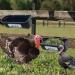 GIISH 2 Pack Chicken Goat Hanging Fence Feeder Black ABS for Deer Duck Dog and Piglets Goose Waterer Trough - Buy Online on SooperMarket.com