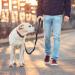 Hands Free Running Dog Lead - Retractable 7FT Long Training Leash for Medium Large Dogs - Reflective Nylon Tape - Ideal for Walking, Hiking, Jogging - Car Seat Belt Leash - Black - Buy Online on SooperMarket.com