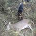 DogBone RealHide Deer Hide Drag for Tracking Dog Training - Buy Online on SooperMarket.com