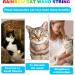 JJYPET Cat Wand Toys - Colorful Interactive Kittens Teaser Wand String for Indoor Cats - 3PCS - Buy Online on SooperMarket.com