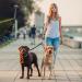 Double Dog Leashes - Reflective 360 Rotatable Adjustable for Training & Walking - International Shipping Available - Buy Online on SooperMarket.com