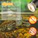 Caldarax 2 Pack Reptile Heating Bulb E27 Dimmable UVA UVB Bulb Tortoise 25W Turtle Basking Bulb for Reptiles and Amphibians Heat Lamp Bulb for Tortoise Bearded Dragon Lizard Snake - Buy Online on SooperMarket.com