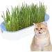 Youding Cat Grass Growing Kit Planter Tray Catnip Box Chewing Kitten Plant Set for Snacks Soil Free Snacks Digestion Pet Food Indoor Nursery Balcony Patio Blue - Buy Online on SooperMarket.com