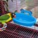 Mygeromon Bird Bath for Cage - Hanging Small Tub for Parrot, Parakeets, Canary, Budgerigar Shower - Blue - Buy Online on SooperMarket.com