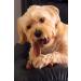 Bamboodles T Bone Dog Chew - Medium Chicken Flavor for Aggressive Chewers - Buy Online on SooperMarket.com
