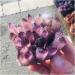 Natural Crystal Cluster Amethyst Specimen Purple Reiki Stone Raw Crystal Home Decor Decoration Gift 300-400g - Buy Online on SooperMarket.com