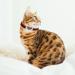 Cobee Bling Heart Cat Neck Band with Bell - Adjustable Rhinestone Pet Collar for Small Cats & Dogs - Safe & Stylish (Red) - Buy Online on SooperMarket.com