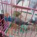 Bird Food Water Dispenser Bird Water Bottle Parrot Automatic Water Feeder Water Drinker Food Feeder Waterer Clip Feeder Cage Accessories for Parrot Budgie Lovebirds Cockatiel Parakeet Cockatoo - Buy Online on SooperMarket.com
