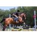 Premium Purple English Riding Crop with Genuine Leather Top - Equestrianism Essential - Buy Online on SooperMarket.com
