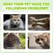 100ml Herbal Cat Joy Spray Herbal Cat Joy Celery Pets Catnip Spray for Cats Cat Scratching Spray Mist Cat Training Spray with Catnip Catnip Spray for Indoor Cats Cat Nips Spray for Cat Anxiety Relief - Buy Online on SooperMarket.com