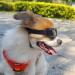 Small Breed Dog Sunglasses | UV Protection Goggles for Small Dogs | Wind & Dust Proof | Adjustable Straps | Clear Lens - Buy Online on SooperMarket.com