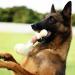 Tikaton Indestructible Dog Chew Toys - Real Beef Flavor for Large, Medium & Small Puppies | Durable Teething Bones for Aggressive Chewers - Buy Online on SooperMarket.com