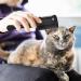 Buy Eactel 2-in-1 Pet Shaving Comb | Safe Grooming Tool for Cats & Dogs | Optimal Hair Care for Long & Short-Haired Pets - Buy Online on SooperMarket.com
