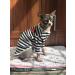 Breathable Summer T-Shirts for Hairless Cats | Soft Cotton Pet Pajamas for Sphynx Cornish Rex Devon Rex - XS Size - Buy Online on SooperMarket.com