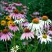 Echinacea Mixed Seeds - High-Quality Echinacea Seeds for International Shipping | Grow Your Own Echinacea - Buy Online on SooperMarket.com