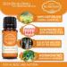 Saintnutrition Anti Tick Globules for Dogs & Cats | Natural Pet Treatment & Immediate Protection - Buy Online on SooperMarket.com
