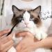 Professional Tear Stain Remover Powder & Applicator Brush for Dogs & Cats | Eye Care Comb for Pet Tear Stains - Buy Online on SooperMarket.com