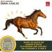 Buy Emma Linseed Oil for Horses & Pets - Cold-Pressed Omega 3 & 6 Fatty Acids for Shiny Fur & Digestion | 2x1L - Ideal for Dogs & Cats - Buy Online on SooperMarket.com